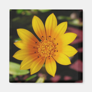 Yellow Daisy Magnet