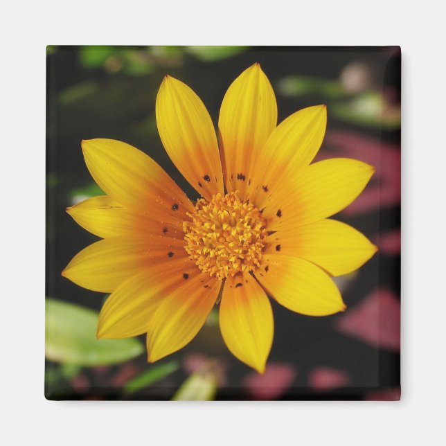Yellow Daisy Magnet (Front)