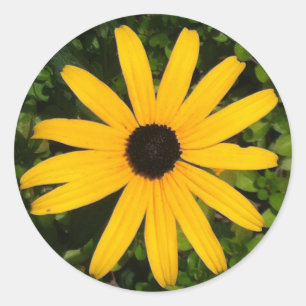 Yellow Daisy Photo Sticker