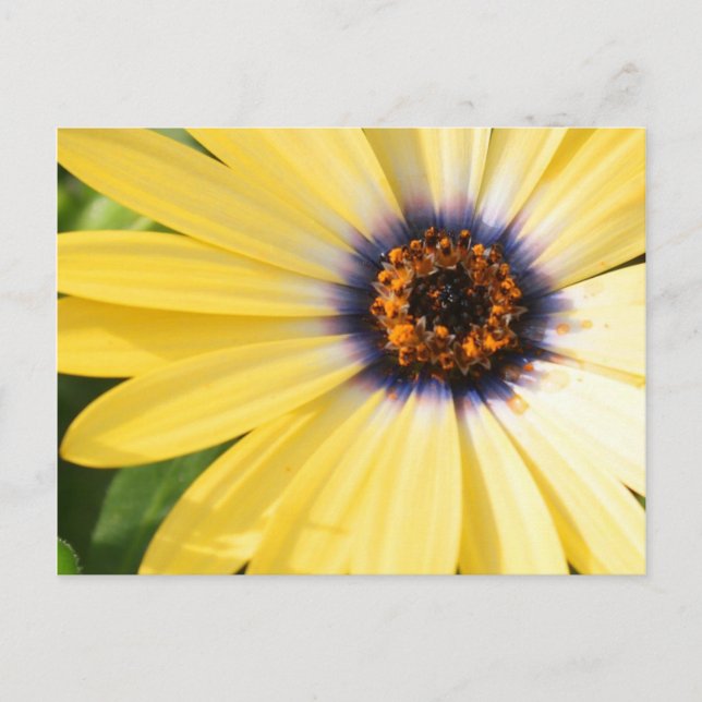 Yellow Daisy Postcard (Front)