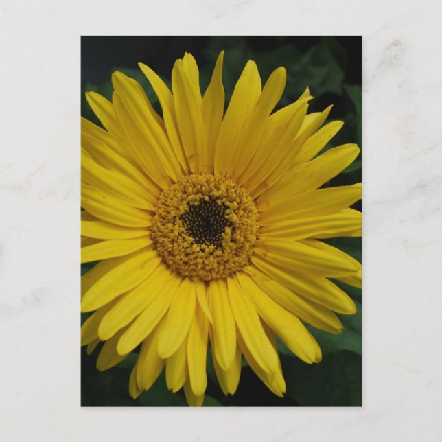Yellow Daisy Postcard (Front)