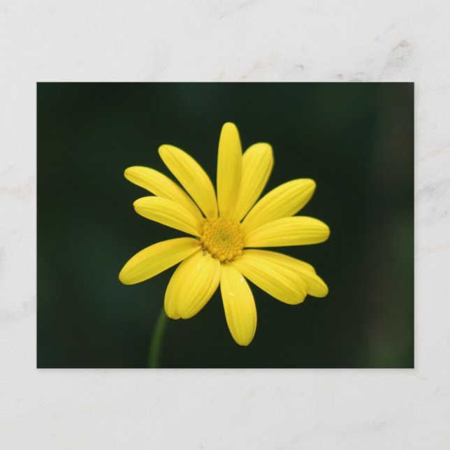 Yellow Daisy postcard (Front)