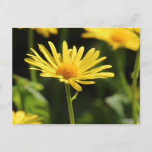 Yellow Daisy Postcard