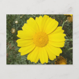 Yellow Daisy postcard, customise Postcard