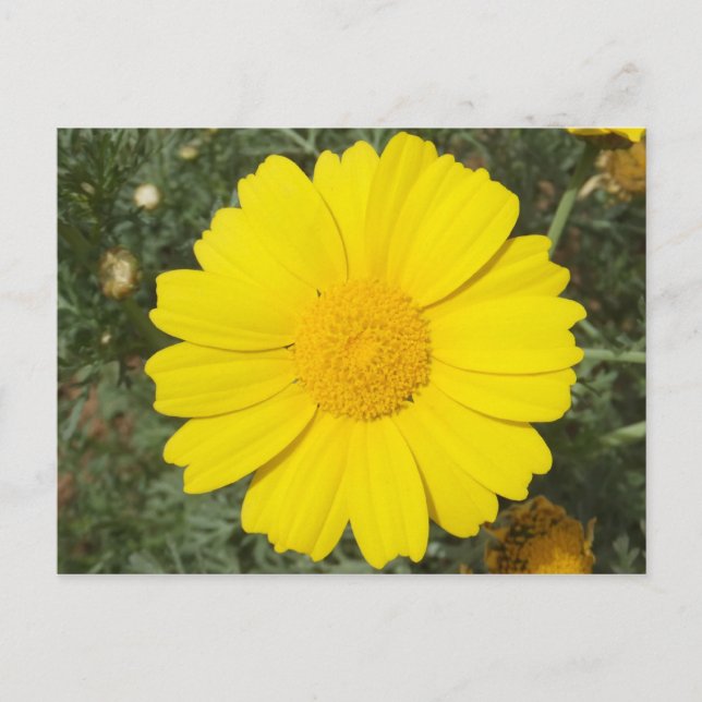 Yellow Daisy postcard, customise Postcard (Front)