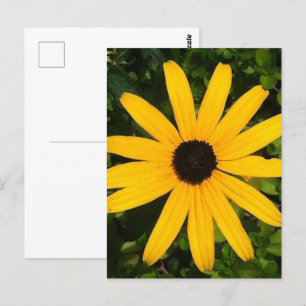 Yellow Daisy Wildflower Photography  Postcard