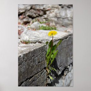 Yellow dandelion in spring poster