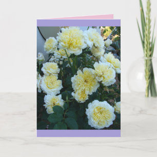 Yellow David Austin Roses Rose Garden flowers Card