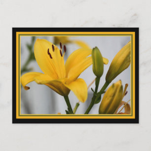 Yellow Day Lillies Postcard