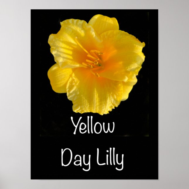 Yellow Day Lilly Poster 12”x16” (Front)