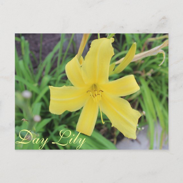 Yellow Day Lily # 1 Postcard (Front)