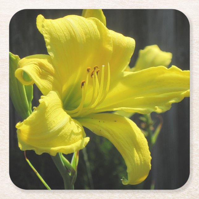 Yellow Day Lily Party Coaster (Front)