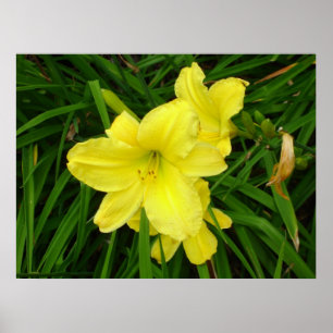 Yellow Daylilies Poster