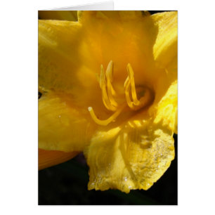 Yellow Daylily