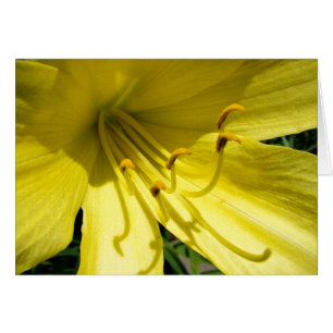 Yellow Daylily Card