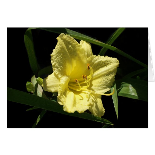 Yellow Daylily Flower Hemerocallis (Front Horizontal)