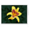 Yellow Daylily Flower with Red, Hemerocallis: