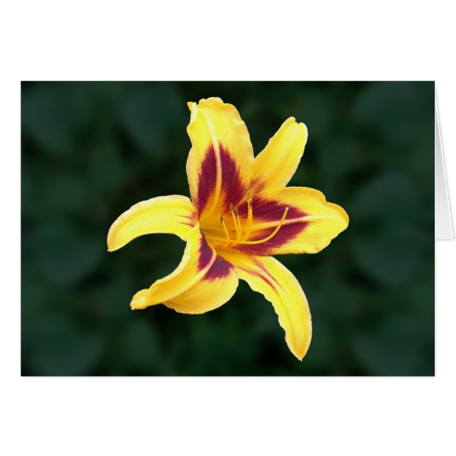 Yellow Daylily Flower with Red, Hemerocallis: (Front Horizontal)