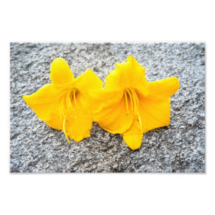yellow daylily flowers in full bloom  photo print
