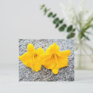 yellow daylily flowers in full bloom postcard