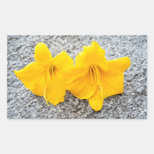 yellow daylily flowers in full bloom  rectangular sticker