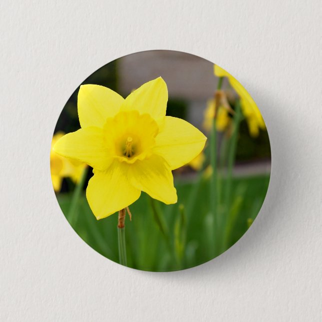 Yellow Delight-Spring Daffodil 6 Cm Round Badge (Front)