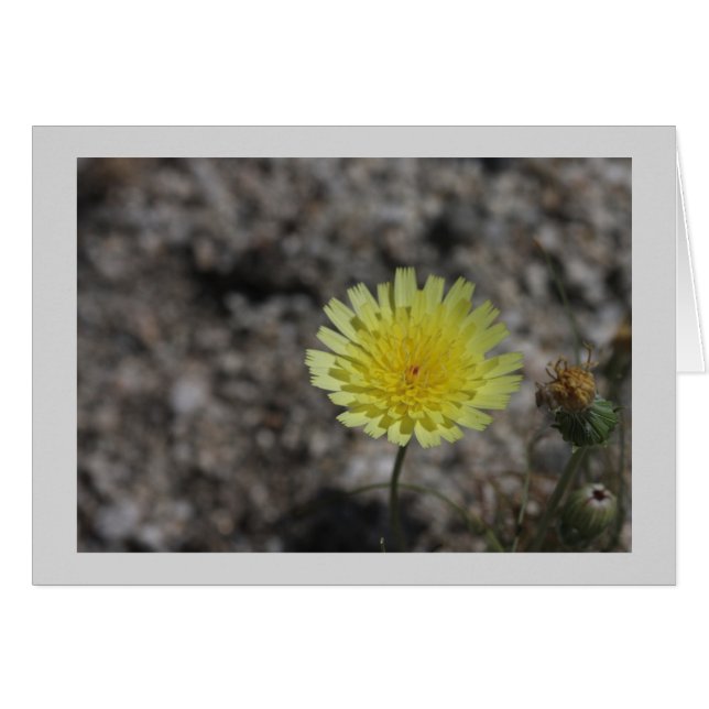 Yellow desert wildflower (Front Horizontal)