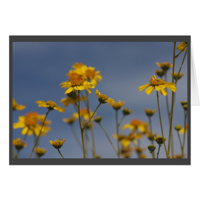 Yellow desert wildflower (Front Horizontal)