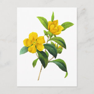 Yellow DiIlinea Scandens by Pierre Joseph Redoute Postcard