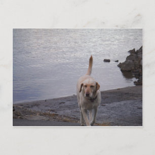 Yellow Dog on dock Yellow Labrador retriever Postcard