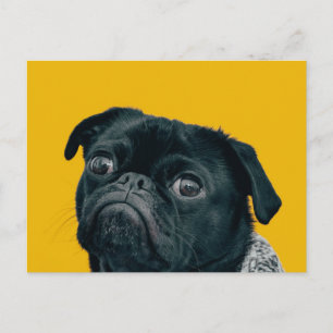 yellow dog postcard