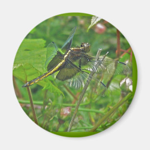 Yellow Dragonfly Magnet