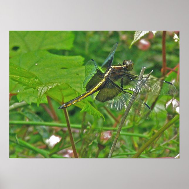 Yellow Dragonfly Poster (Front)