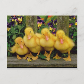 Yellow Duck Dancers Postcard