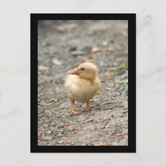 Yellow Duckling postcard (Front)