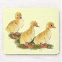 Yellow Ducklings