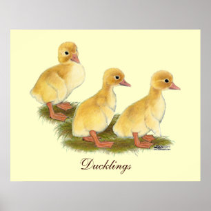 Yellow Ducklings Poster
