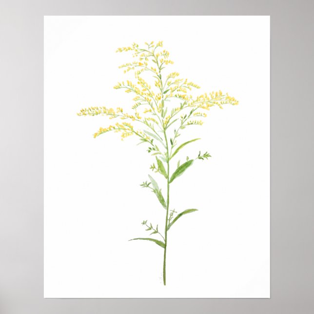 yellow early goldenrod watercolor painting poster (Front)