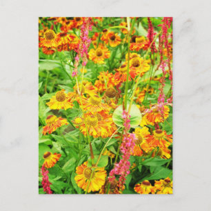 Yellow Echinacea Flowers Postcard