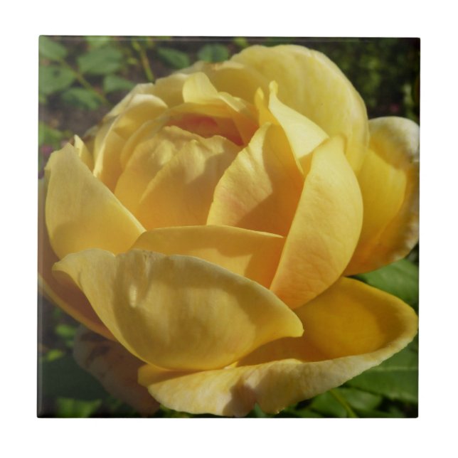 Yellow English Rose Ceramic Tile (Front)