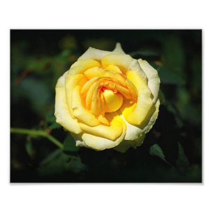 Yellow English Rose Photo Print