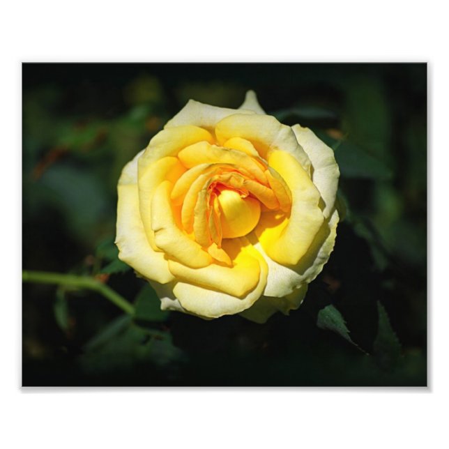 Yellow English Rose Photo Print (Front)