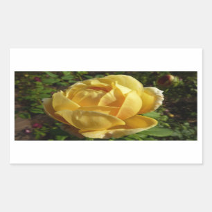 Yellow English Rose Rectangular Sticker
