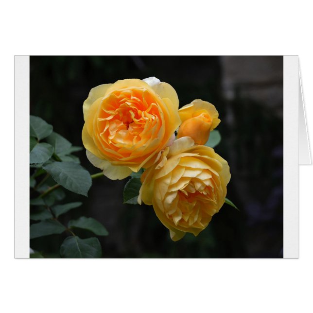 Yellow English Roses (Front Horizontal)