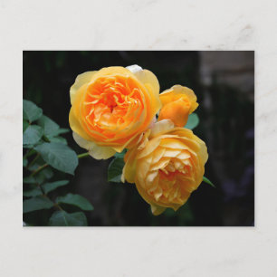 Yellow English Roses Postcard