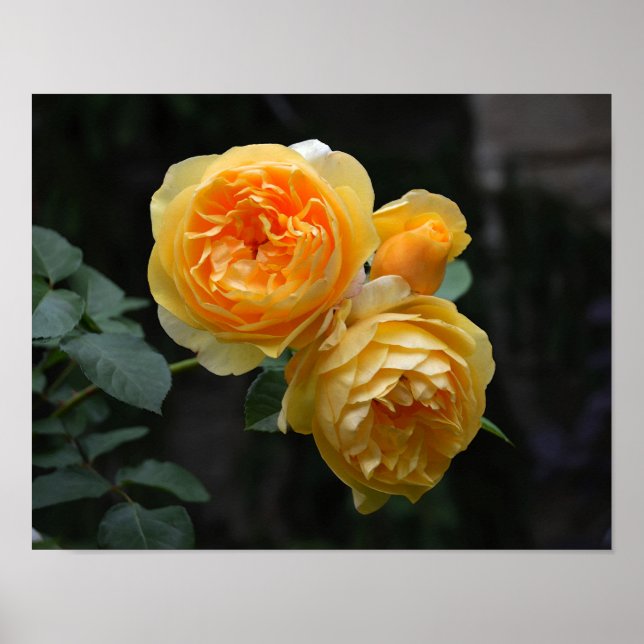 Yellow English Roses Poster (Front)