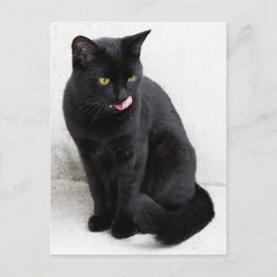 Yellow-eyed, black cat licking his lips postcard