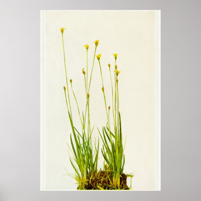 Yellow Eyed Grass Poster (Front)