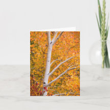 Yellow Fall Aspen Tree