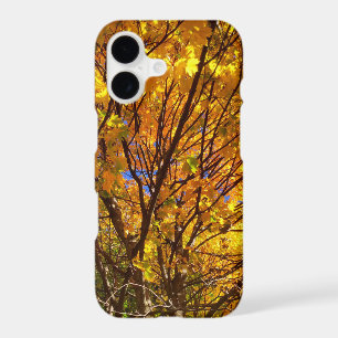 Yellow Fall Foliage